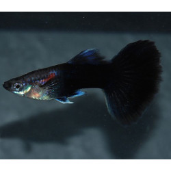Poecilia reticulata femelle (Guppy femelle) noire 3,5 cm