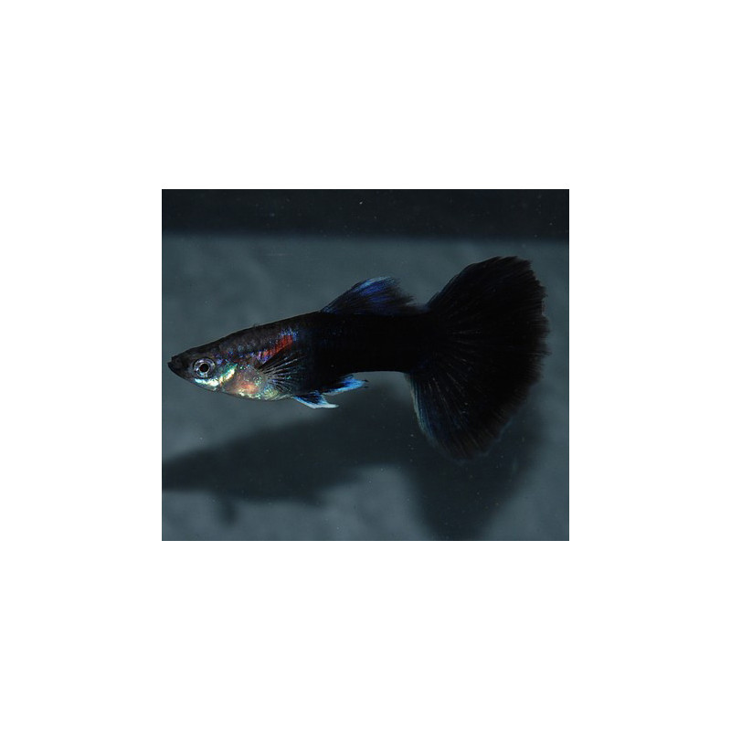 Poecilia reticulata femelle (Guppy femelle) noire 3 cm