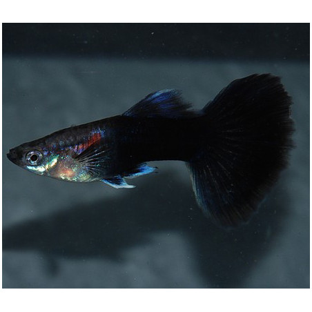 Poecilia reticulata femelle (Guppy femelle) noire 3 cm