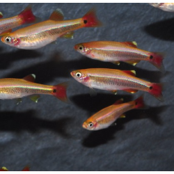 Tanichthys albonubes (Cardinal) doré 2 cm