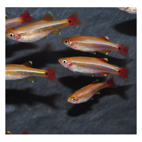 Tanichthys albonubes (Cardinal) doré 2 cm