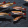 Tanichthys albonubes (Cardinal) doré 2 cm
