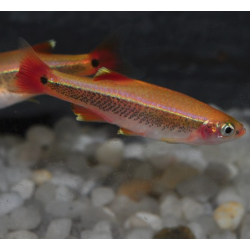 Tanichthys albonubes (Cardinal) doré 2 cm