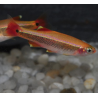Tanichthys albonubes (Cardinal) doré 2 cm