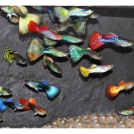 Poecilia reticulata femelle (Guppy femelle) varié 4-4,5 cm