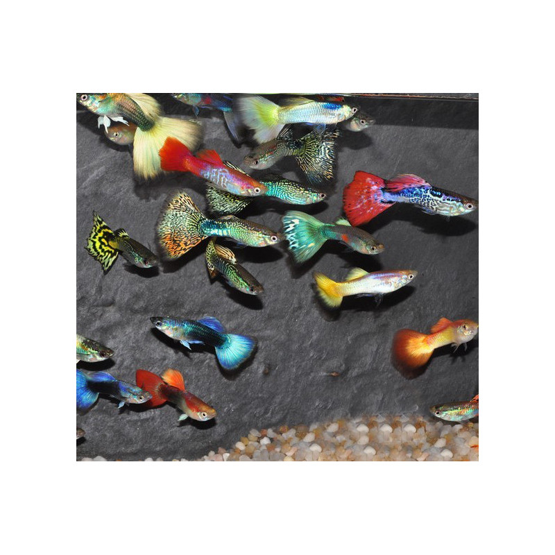 Poecilia reticulata femelle (Guppy femelle) varié 3 cm