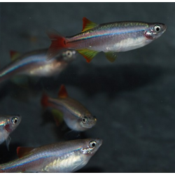 Tanichthys albonubes (Cardinal) 2,5 cm