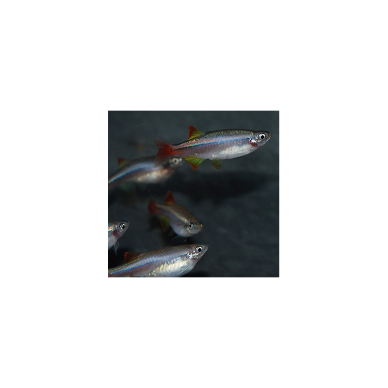 Tanichthys albonubes (Cardinal) 2,5 cm Tanichthys albonubes (Cardinal) 2,5 cm