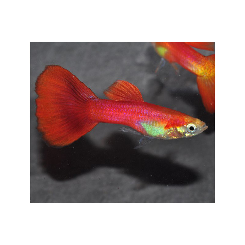 Poecilia reticulata mâle (Guppy mâle) blond full red 3 cm