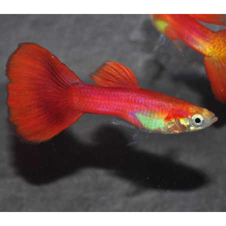 Poecilia reticulata mâle (Guppy mâle) blond full red 3 cm
