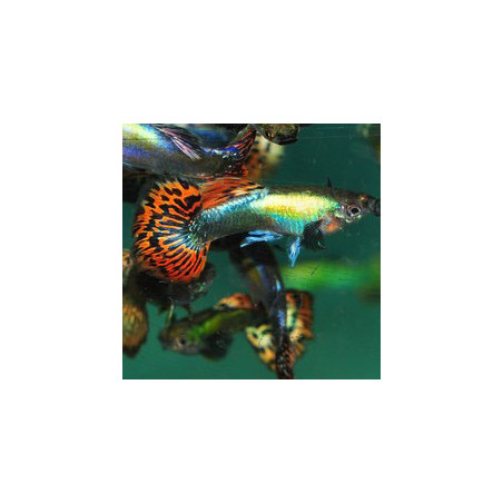 Poecilia reticulata mâle (Guppy mâle) red dragon 3 cm