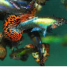 Poecilia reticulata mâle (Guppy mâle) red dragon 3 cm