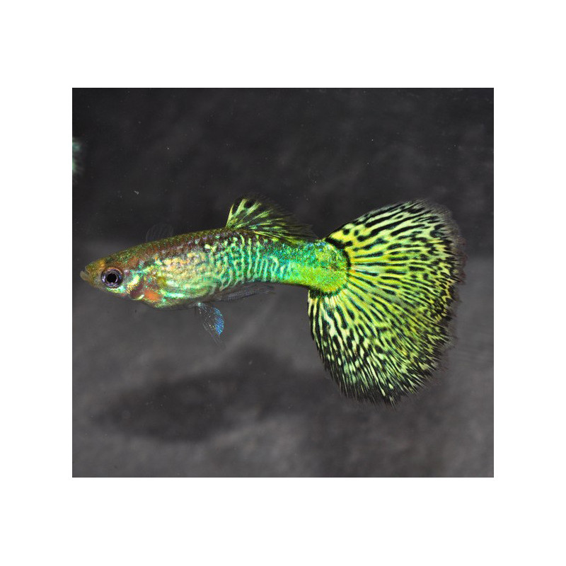 Poecilia reticulata mâle (Guppy mâle) mosaïque vert 3 cm