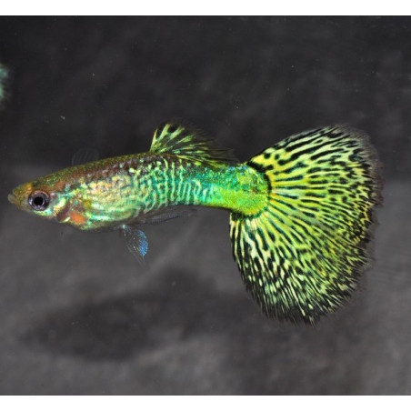 Poecilia reticulata mâle (Guppy mâle) mosaïque vert 3 cm