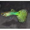 Poecilia reticulata mâle (Guppy mâle) mosaïque vert 3 cm