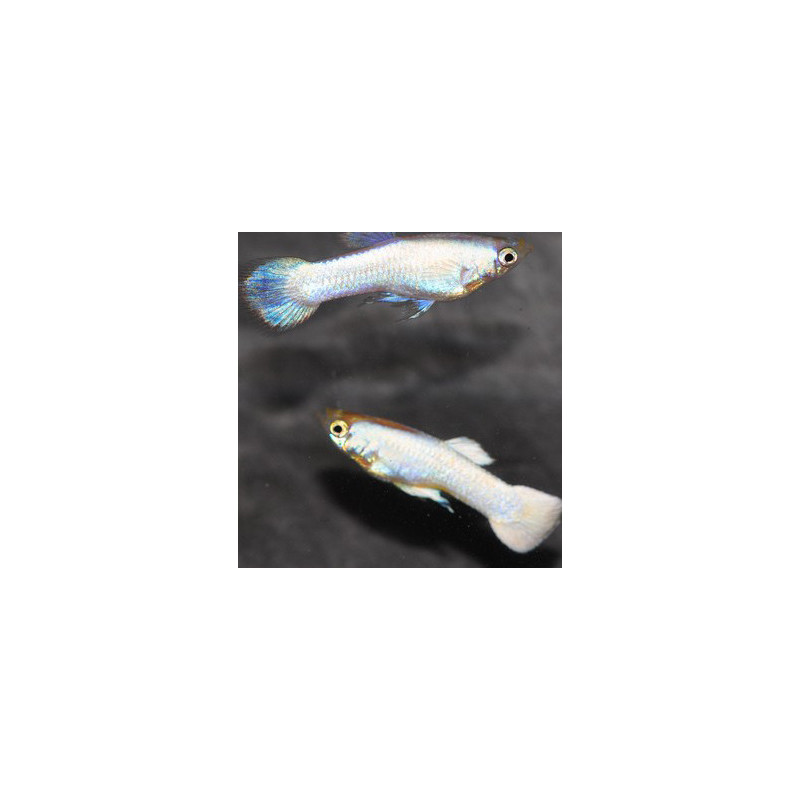 Poecilia reticulata mâle (Guppy mâle) Platinium 3 cm