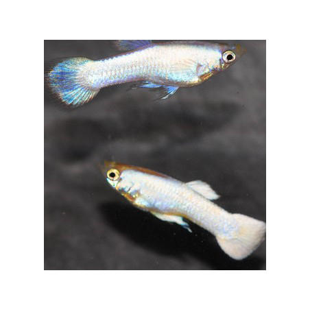 Poecilia reticulata mâle (Guppy mâle) Platinium 3 cm