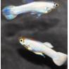 Poecilia reticulata mâle (Guppy mâle) Platinium 3 cm
