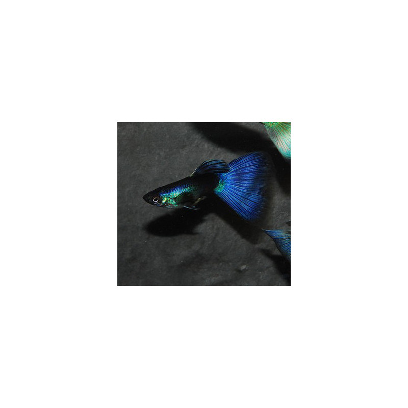 Poecilia reticulata mâle (Guppy mâle) velour bleu 3 cm