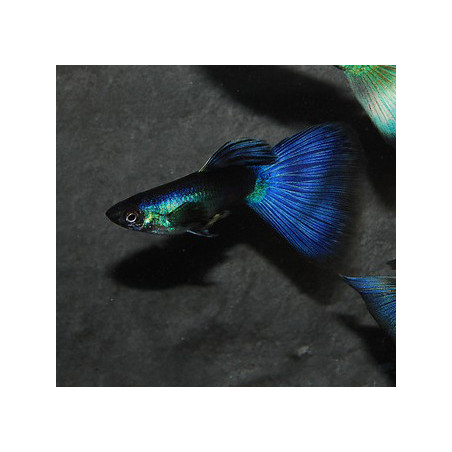 Poecilia reticulata mâle (Guppy mâle) velour bleu 3 cm
