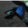 Poecilia reticulata mâle (Guppy mâle) velour bleu 3 cm