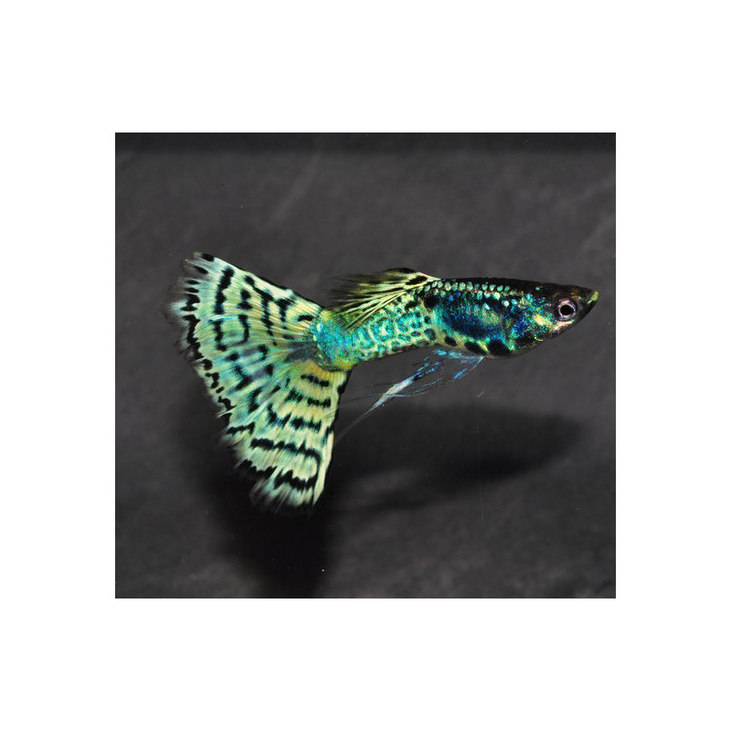 Poecilia reticulata femelle (Guppy femelle) snakeskin vert 3 cm