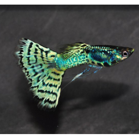 Poecilia reticulata femelle (Guppy femelle) snakeskin vert 3 cm