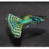 Poecilia reticulata femelle (Guppy femelle) snakeskin vert 3 cm