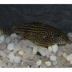 Sewelia lineolata 3 cm (s)