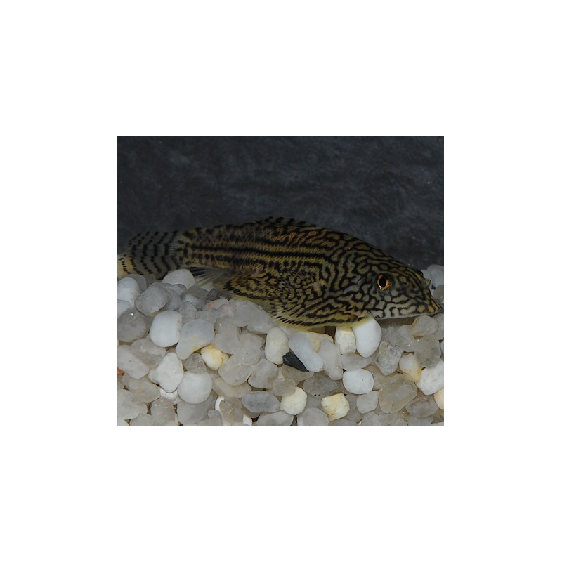 Sewelia lineolata 3 cm (s)