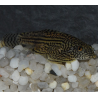 Sewelia lineolata 3 cm (s)