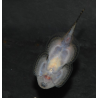 Sewelia lineolata 3 cm (s)