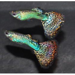 Poecilia reticulata mâle (Guppy mâle) snakeskin rouge 3 cm