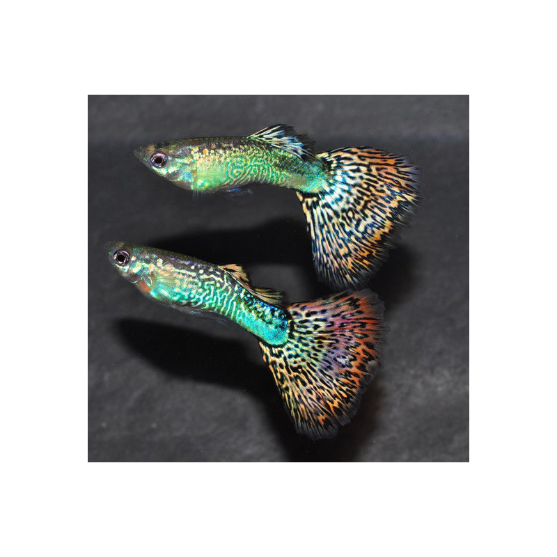 Poecilia reticulata mâle (Guppy mâle) snakeskin rouge 3 cm