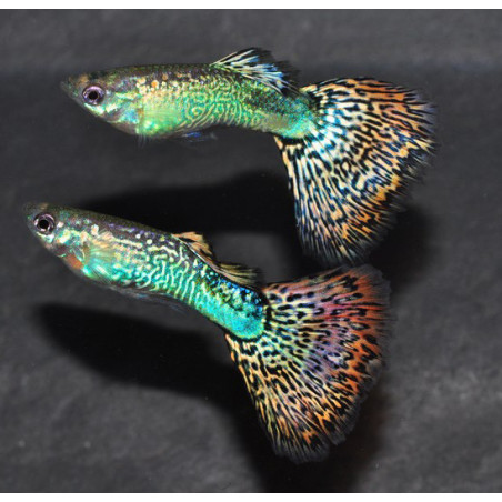 Poecilia reticulata mâle (Guppy mâle) snakeskin rouge 3 cm
