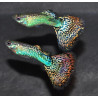 Poecilia reticulata mâle (Guppy mâle) snakeskin rouge 3 cm