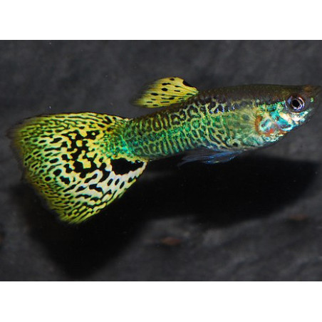 Poecilia reticulata mâle (Guppy mâle) snakeskin jaune 3,5 cm