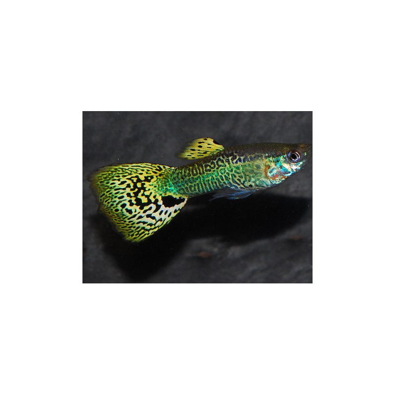 Poecilia reticulata mâle (Guppy mâle) snakeskin jaune 3 cm