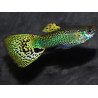 Poecilia reticulata mâle (Guppy mâle) snakeskin jaune 3 cm