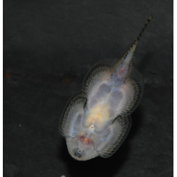 Gastromyson punctulatus 3,5 cm