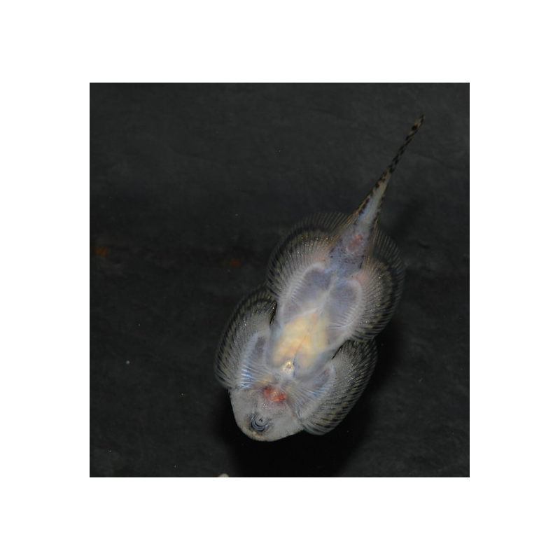 Gastromyson punctulatus 3,5 cm