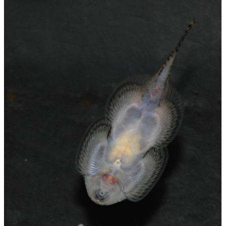 Gastromyson punctulatus 3,5 cm