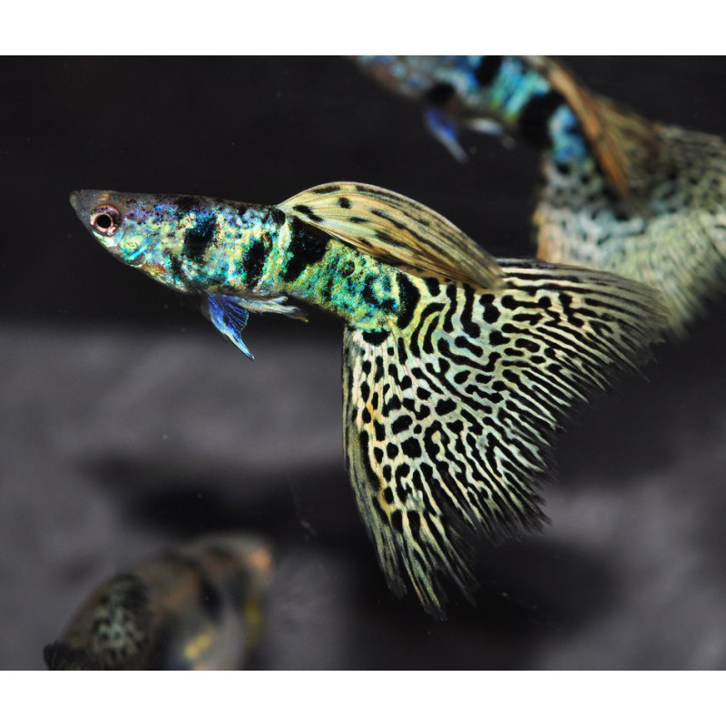 Poecilia reticulata mâle (Guppy mâle) King cobra 3 cm à seulement 3...