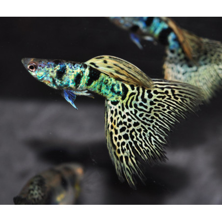 Poecilia reticulata mâle (Guppy mâle) King cobra 3 cm à seulement 3...