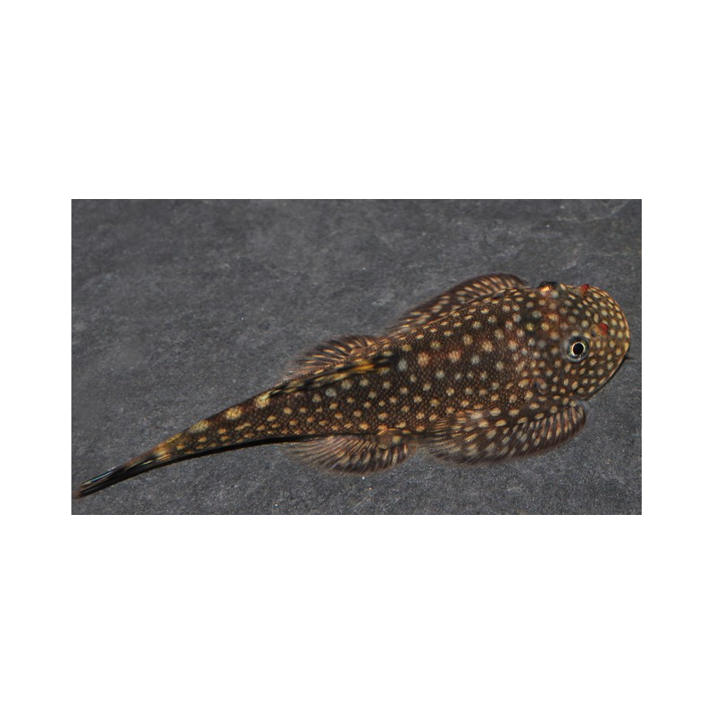 Gastromyson ctenocephalus 3 cm