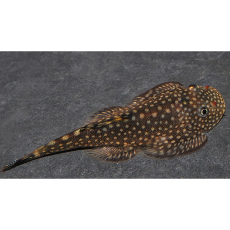 Gastromyson ctenocephalus 3 cm