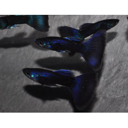 Poecilia reticulata mâle (Guppy mâle) bleu nuit 3 cm