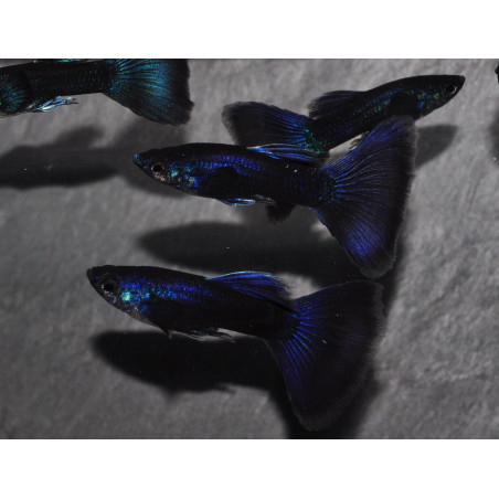 Poecilia reticulata mâle (Guppy mâle) bleu nuit 3 cm