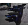 Poecilia reticulata mâle (Guppy mâle) bleu nuit 3 cm