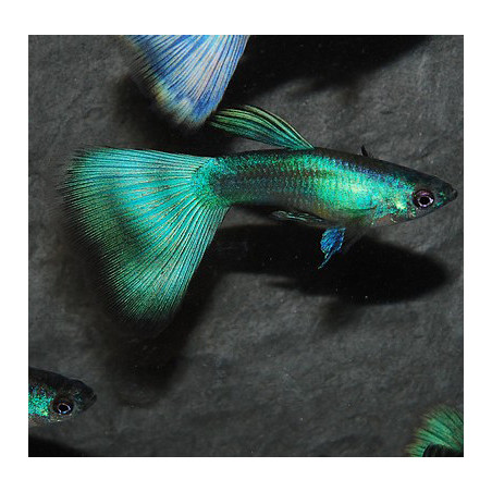Poecilia reticulata mâle (Guppy mâle) Moscou vert 3,5 cm